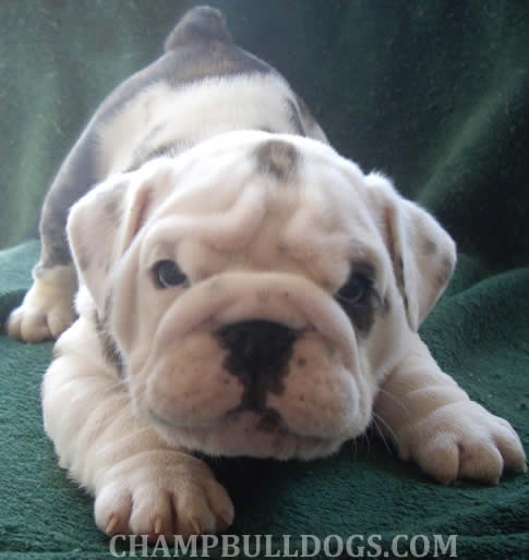 English bulldog puppies